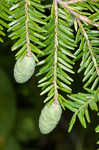 Eastern hemlock